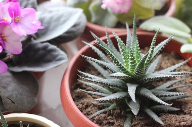 Dairenin pencere eşiğindeki sulular, Haworthia dikenli yaprakları olan yeşil bir bitki.