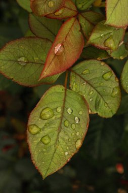 Arkaplan için su damlaları olan yeşil yaprak