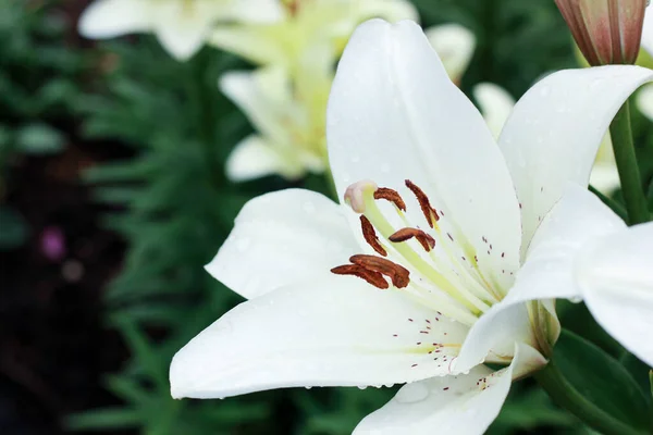 Anbud vit lilja i trädgården i ett lantligt hus, stunder och pissar nära — Stockfoto