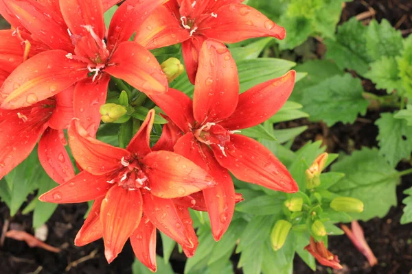 Lírio vermelho em um dia de verão no jardim, feche pétalas e estames macro tiro — Fotografia de Stock