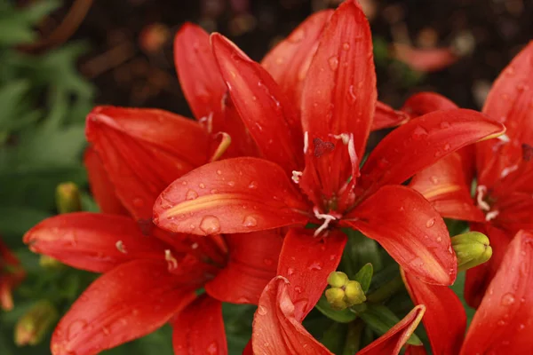 Flor lírio vermelho no jardim, perto pétalas e estames macro tiro — Fotografia de Stock
