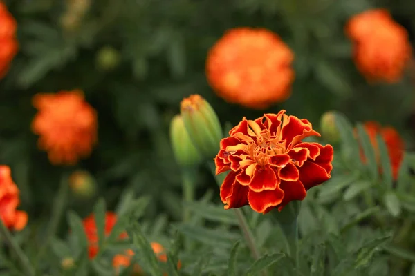 Marigold λουλούδι στον κήπο στο ηλιοβασίλεμα ακτίνες με μια σταγόνα δροσιάς, λουλούδι κρεβάτι σε ένα εξοχικό σπίτι με ένα όμορφο λουλούδι — Φωτογραφία Αρχείου