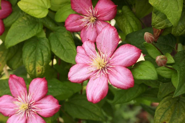 Flores Roxas Brilhantes Clematis Envolto Torno Uma Cerca Uma Casa — Fotografia de Stock