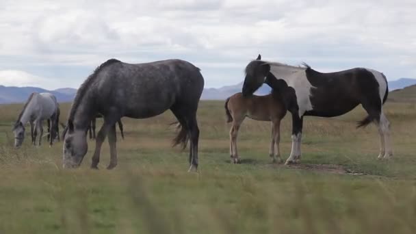 Коні пасуться біля підніжжя гір — стокове відео
