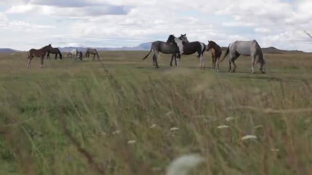 Cavalli pascolano ai piedi delle montagne — Video Stock