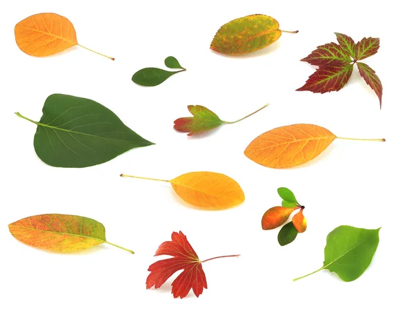 Blätter — Stockfoto