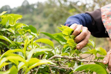 En iyi çay yaprakları, doğal ürünler, içecek yapımında kullanılan malzemelerdir. Çay tarlalarında taze çay yaprakları seçildi..