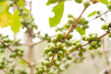 Arap kahvesi, yeşil Arabika kahvesi Kuzey Tayland kaynaklarında olgunlaşmamış kahve çekirdekleri hasat için bekliyor..