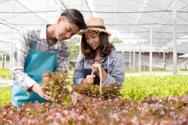 Hidrofonikler, gülümseyen genç Asyalı çiftçiler çiftlik bahçesinden organik sebze salatası alıyorlar. Organik tarım sektörü kavramı.