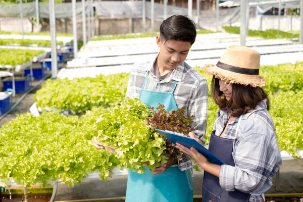 Hydroponics Fazendeiros Asiáticos Novos Examinaram Qualidade Vegetais Orgânicos Crescidos Usando — Fotografia de Stock