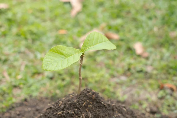 Young Trees Grow Fertile Ground Concept Nature Protection — Stock Photo, Image