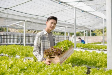 Hidrofonik, elinde sebze sepeti olan Asyalı bir adam bir çiftlikte duruyor, ticari organik sebzeler yetiştiriyor, küçük işletme girişimcileri yetiştiriyor. Organik sebze yetiştirme konsepti.