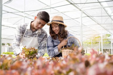 Hidrofonikler, gülümseyen genç Asyalı çiftçiler çiftlik bahçesinden organik sebze salatası alıyorlar. Organik tarım sektörü kavramı.