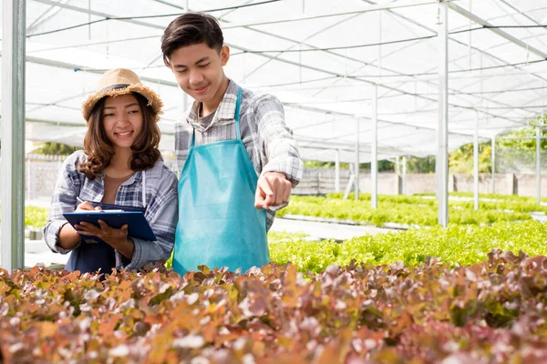 Гидропоника Молодые Азиатские Фермеры Изучали Качество Органических Овощей Выращиваемых Использованием — стоковое фото