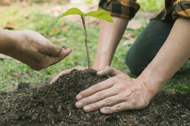 Birbirine yardım eden iki kişinin elleri verimli topraklara taze fidanlar ekiyor, bitkilerin yetişmesini sağlıyor. Dünya çevre günü konsepti, doğayı koruma.
