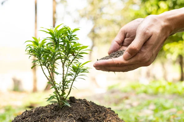 Den Unge Mannens Händer Planterar Unga Plantor Bördig Mark Tar — Stockfoto