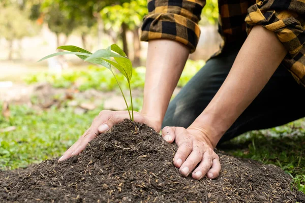 若い男の手は 成長している植物の世話をして 肥沃な地面に若い苗を植えます 自然を守る世界環境デーのコンセプト — ストック写真