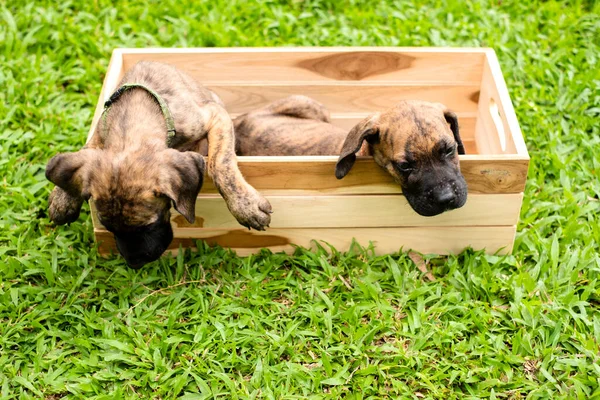 Two Cute Puppies Wooden Basket Green Grass Park Animal Theme — Stock Photo, Image