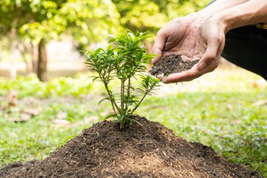 Genç adamın elleri verimli topraklara taze fidanlar ekiyor, bitkilerin yetişmesini sağlıyor. Dünya çevre günü konsepti, doğayı koruma.