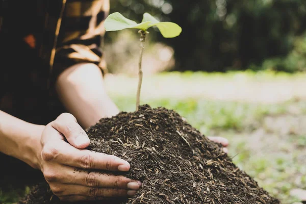 The young man\'s hands are planting young seedlings on fertile ground, taking care of growing plants. World environment day concept, protecting nature.