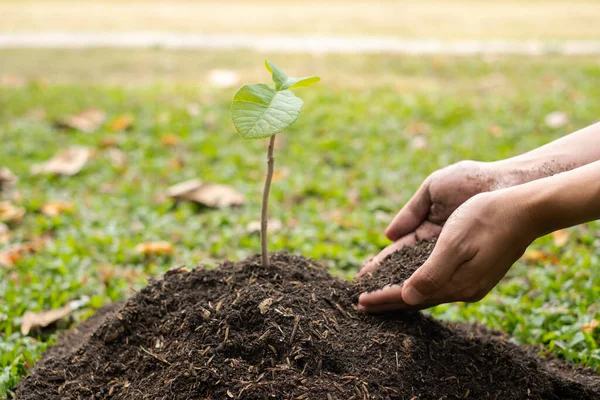 若い男の手は 成長している植物の世話をして 肥沃な地面に若い苗を植えます 自然を守る世界環境デーのコンセプト — ストック写真