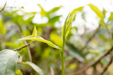 En iyi çay yaprakları, doğal ürünler, içecek yapımında kullanılan malzemelerdir. Çay tarlalarında taze çay yaprakları seçildi..