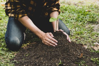 Genç adamın elleri verimli topraklara taze fidanlar ekiyor, bitkilerin yetişmesini sağlıyor. Dünya çevre günü konsepti, doğayı koruma.