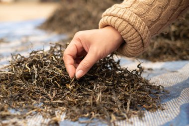 Kurumuş yeşil çay yaprağı. En iyi çay yaprakları doğal ürünlerdir, içecek yapımında kullanılan malzemelerdir. Çay tarlalarında taze çay yaprakları seçildi..