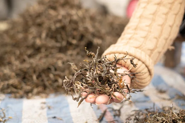 dried green tea leaf. Top tea leaves natural products, are ingredients in making beverages. Selected fresh tea leaves in tea plantations.