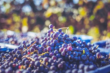 Mavi üzümler. Hasat sandığında kırmızı şarap yapmak için üzüm. Macaristan 'da sonbaharda üzüm bağındaki üzüm bağlarının detaylı görüntüsü