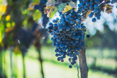 Üzüm bağındaki mavi üzümler. Hasatta kırmızı şarap yapmak için Cabernet Franc üzümleri. Macaristan, sonbaharda bir üzüm bağındaki mavi üzüm üzümlerinin detaylı görüntüsü