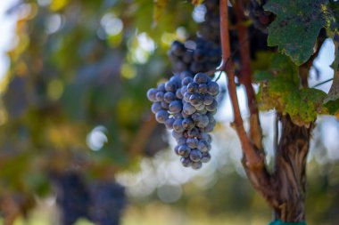 Üzüm bağındaki mavi üzümler. Hasatta kırmızı şarap yapmak için Cabernet Franc üzümleri. Macaristan, sonbaharda bir üzüm bağındaki mavi üzüm üzümlerinin detaylı görüntüsü