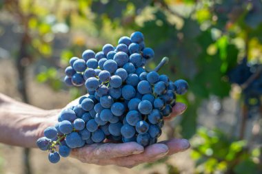 Elinde mavi üzümler var. Sonbahar mevsiminde üzüm bağında hasat edin..