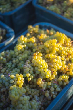 Yeşil asma üzüm. Hasat sandığında şarap yapmak için üzüm. Sonbaharda bir bağda üzüm asmaları ayrıntılı görünümü, Macaristan
