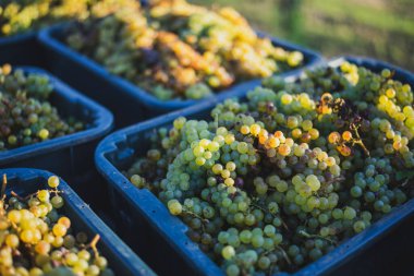 Yeşil asma üzüm. Hasat sandığında şarap yapmak için üzüm. Sonbaharda bir bağda üzüm asmaları ayrıntılı görünümü, Macaristan