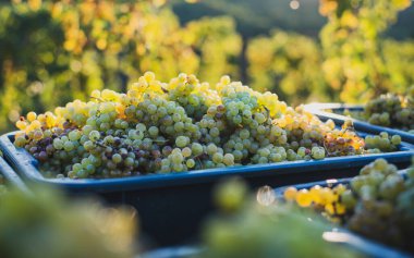 Yeşil asma üzüm. Hasat sandığında şarap yapmak için üzüm. Sonbaharda bir bağda üzüm asmaları ayrıntılı görünümü, Macaristan
