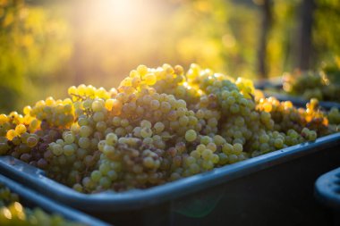 Yeşil asma üzüm. Hasat sandığında şarap yapmak için üzüm. Sonbaharda bir bağda üzüm asmaları ayrıntılı görünümü, Macaristan
