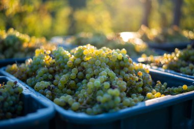 Yeşil asma üzüm. Hasat sandığında şarap yapmak için üzüm. Sonbaharda bir bağda üzüm asmaları ayrıntılı görünümü, Macaristan