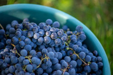 Üzüm bağındaki toplanma sırasında bir kova üzüm. Hasat mevsiminde sandıktaki üzümlerin adı Cabernet Franc Franc üzümleri.