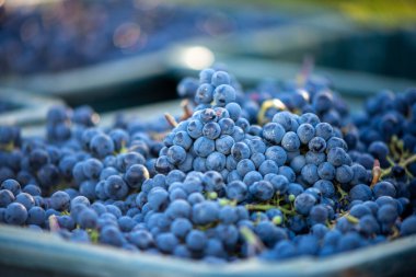 Mavi üzümler. Hasat sandığında kırmızı şarap yapmak için üzüm. Macaristan 'da sonbaharda üzüm bağındaki üzüm bağlarının detaylı görüntüsü