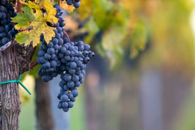 Üzüm bağındaki mavi üzümler. Hasatta kırmızı şarap yapmak için Cabernet Franc üzümleri. Macaristan 'da sonbaharda bir üzüm bağındaki donmuş üzüm üzümlerinin ayrıntılı görüntüsü