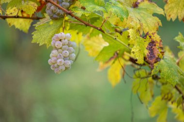 Zengin üzüm hasadı. Asma üzümlü yeşil Riesling üzümleri üzüm bağında hasat için hazır. Pannonhalma Şarap Bölgesi, Macaristan