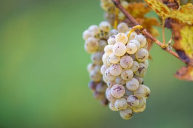 Zengin üzüm hasadı. Asma üzümlü yeşil Riesling üzümleri üzüm bağında hasat için hazır. Pannonhalma Şarap Bölgesi, Macaristan