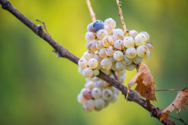 Zengin üzüm hasadı. Asma üzümlü yeşil Riesling üzümleri üzüm bağında hasat için hazır. Pannonhalma Şarap Bölgesi, Macaristan