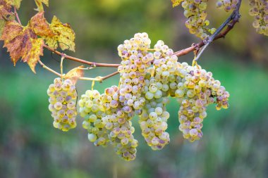Zengin üzüm hasadı. Asma üzümlü yeşil Riesling üzümleri üzüm bağında hasat için hazır. Pannonhalma Şarap Bölgesi, Macaristan