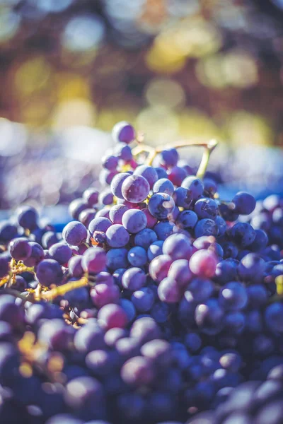 Blue Vine Grapes Grapes Making Red Wine Harvesting Crate Detailed — Fotografia de Stock