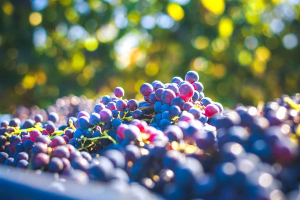 Uvas Videira Azul Uvas Para Fazer Vinho Tinto Caixa Colheita — Fotografia de Stock