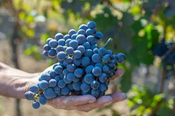 Elinde mavi üzümler var. Sonbahar mevsiminde üzüm bağında hasat edin..