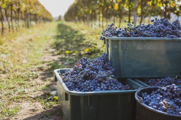 Blue Vine Grapes Grapes Making Red Wine Harvesting Crate Detailed — 스톡 사진