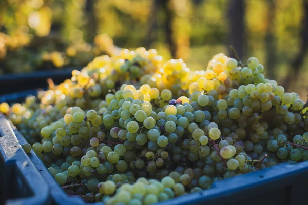 Cépages Verts Raisins Pour Fabrication Vin Dans Caisse Récolte Vue — Photo